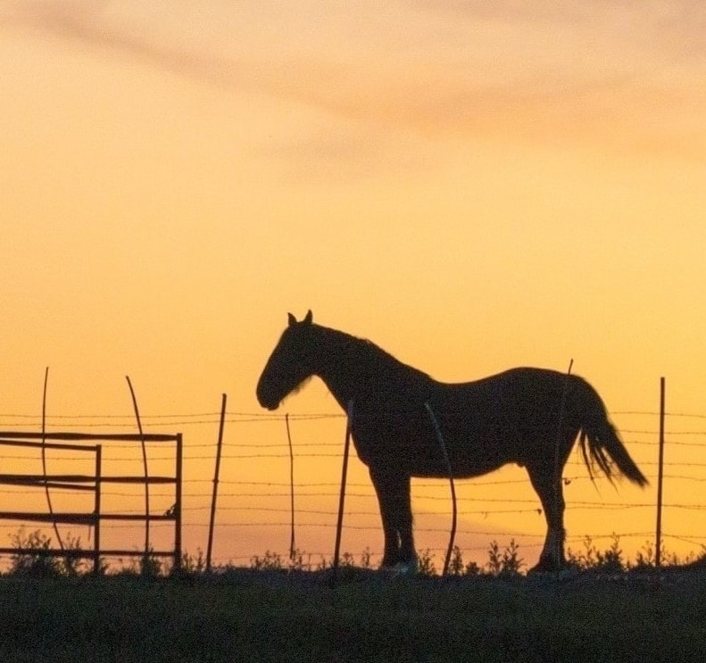 Rocky Top Veterinary Service, Veterinary Partner at Silver Stables Ranch