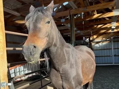 Jorah, a horse at Silver Stables Ranch