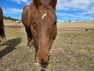 Scarlet, a horse at Silver Stables Ranch