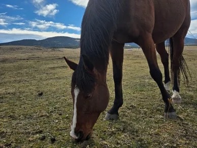 Caleb — Gelding at Silver Stables Ranch