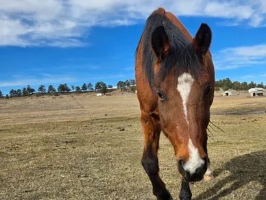 Cyprus — Gelding at Silver Stables Ranch