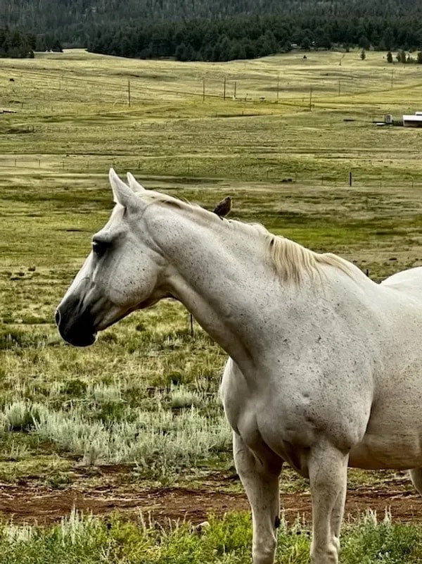 Daffodil — Mare at Silver Stables Ranch