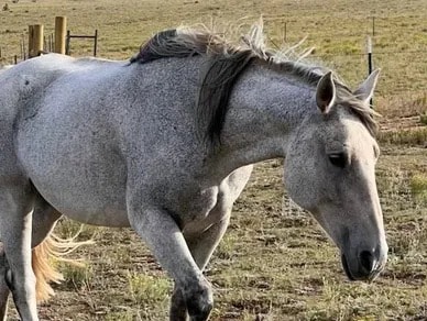 England — Mare at Silver Stables Ranch