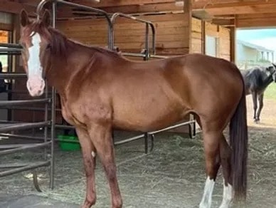 Ginger — Mare at Silver Stables Ranch