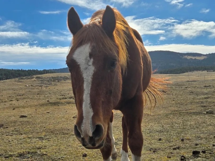 Mac — Gelding at Silver Stables Ranch