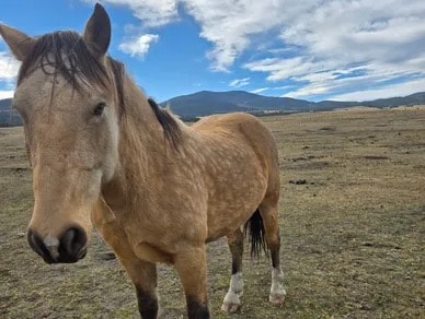 Midas — Mustang at Silver Stables Ranch