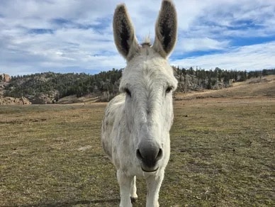 Penn — Donkey at Silver Stables Ranch